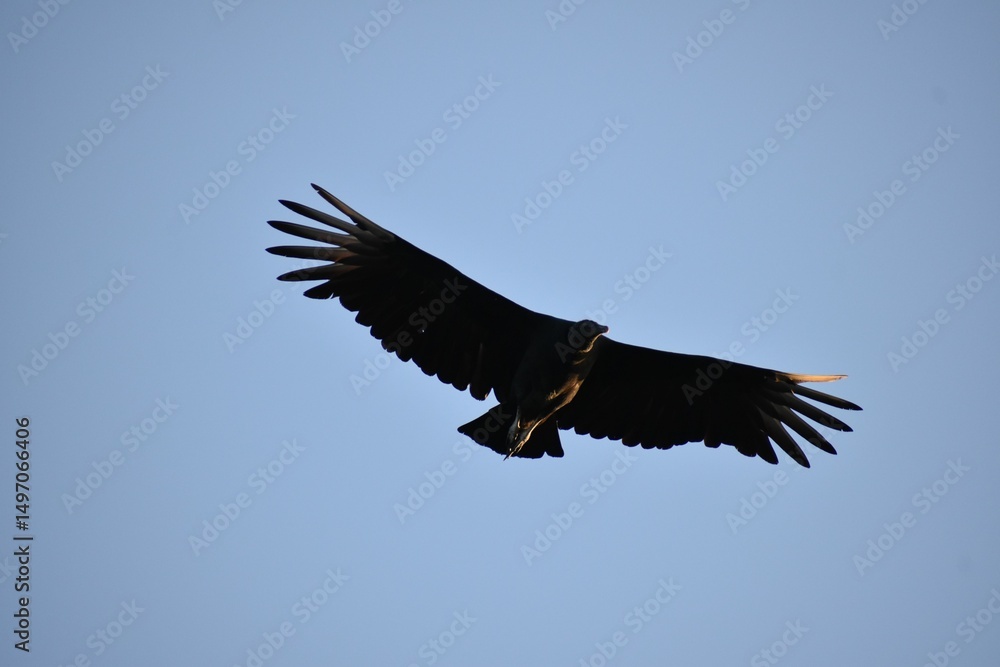 Fototapeta premium Bird silhouette against a blue sky.