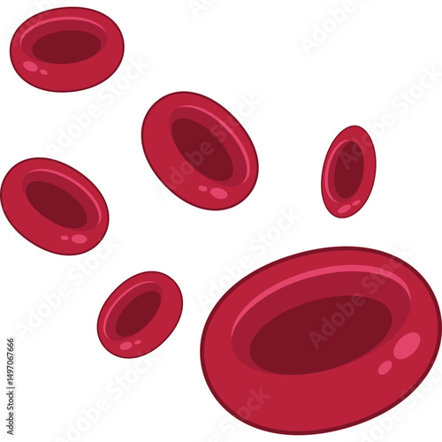 Red Blood Cells
