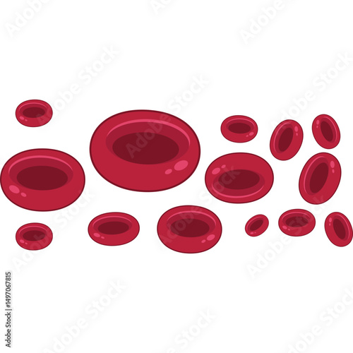 Red Blood Cells