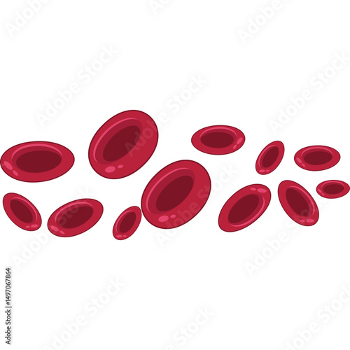 Red Blood Cells
