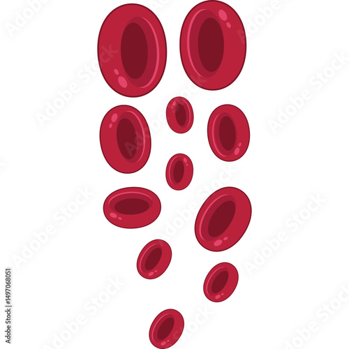 Red Blood Cells