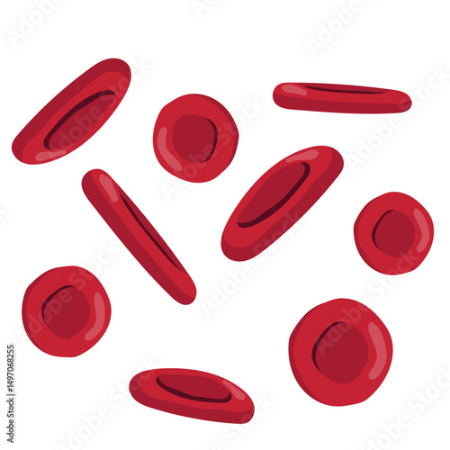 Red Blood Cells Illustration