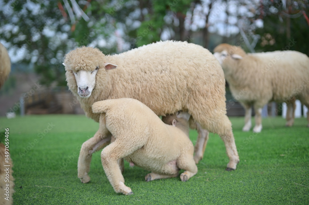 Obraz premium A lamb nurses from its mother sheep on green grass, with other sheep grazing in the background.