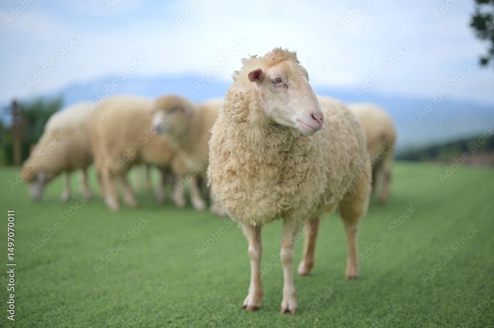 Fototapeta premium A group of sheep grazing on a green field with mountains in the background under a clear sky.