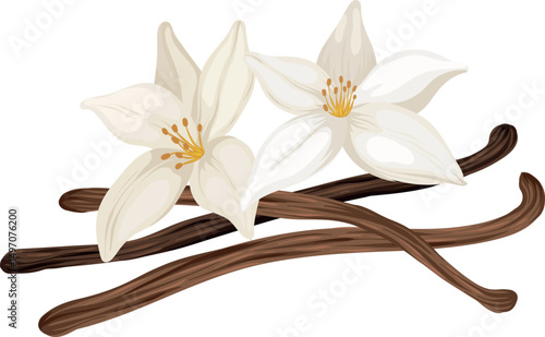 Realistic Vanilla Flowers and Beans, vector Illustration