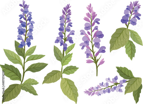 Clary sage Salvia sclarea, medicinal plant set. Botanical vector illustration