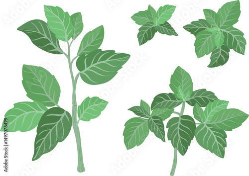 Basil fresh sprig plants illustration isolated on white background
