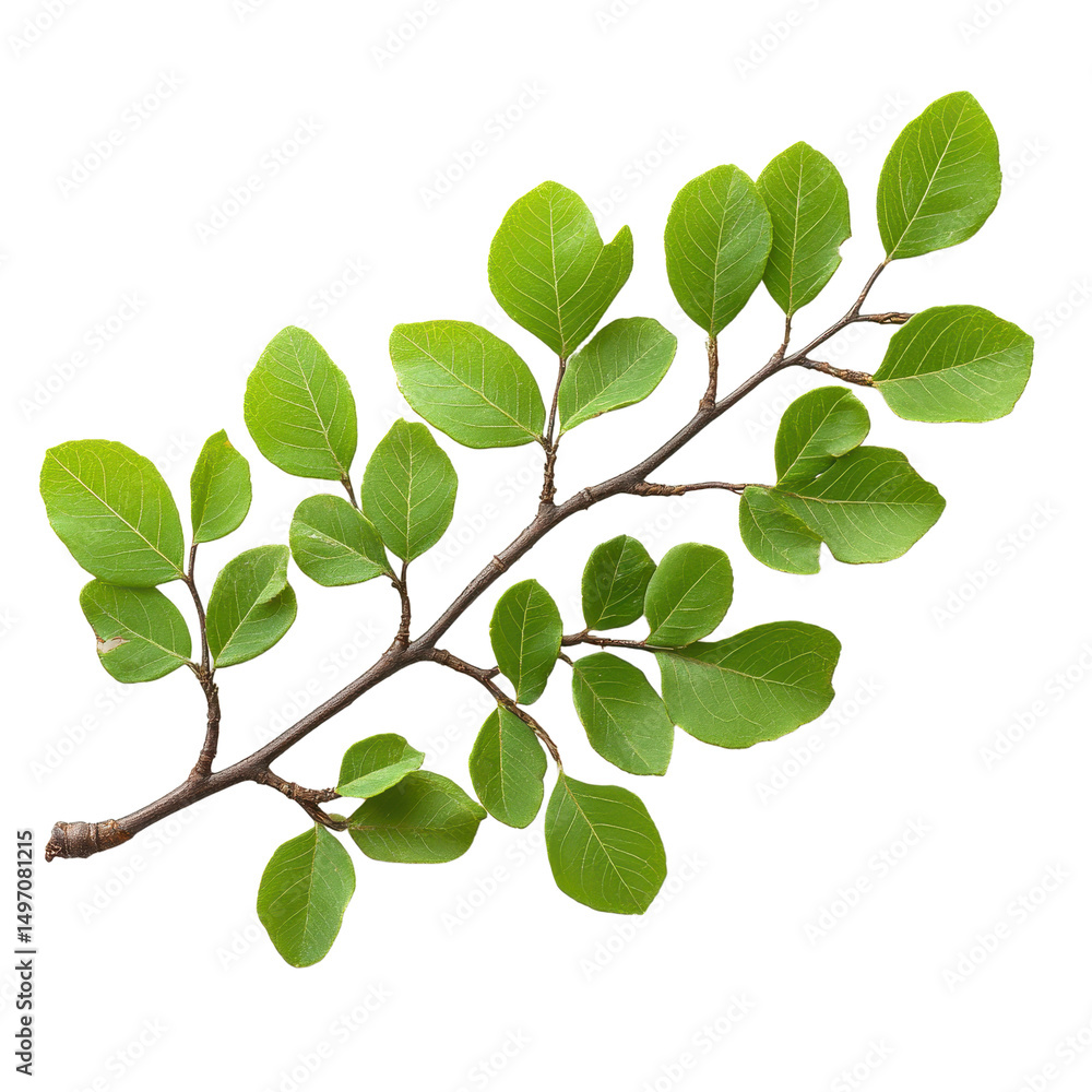 Fototapeta premium Honey Locust isolated on transparent background