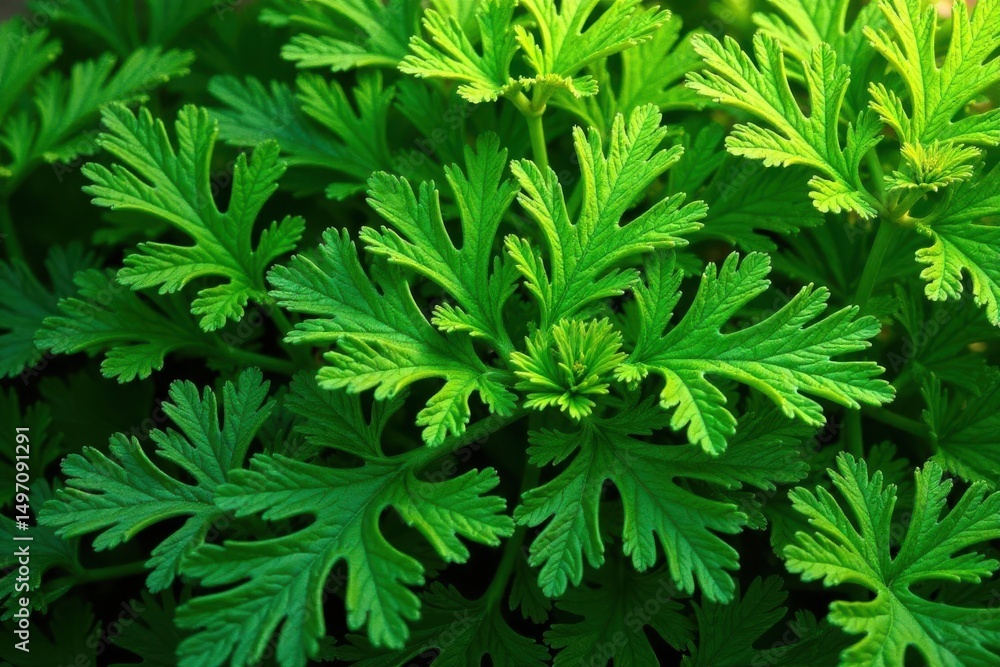 Intricate parsley leaf design, vibrant green hues, illustration, healthy, herb Intricate parsley leaf design, vibrant green hues, illustration, healthy, herb