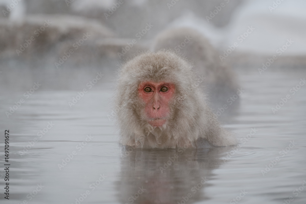 Fototapeta premium Snow Monkey