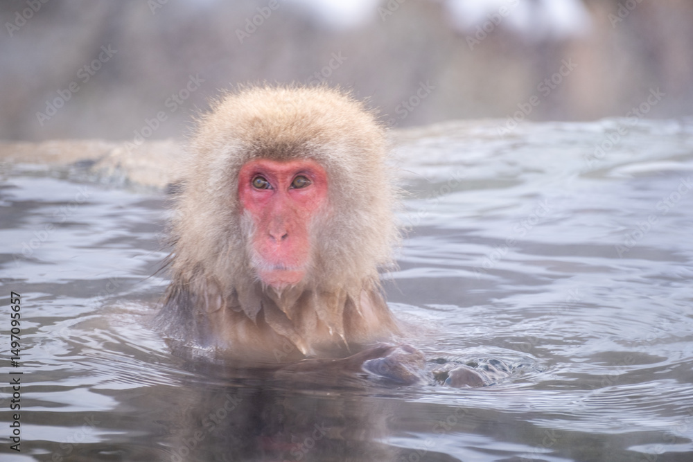 Naklejka premium Snow Monkey