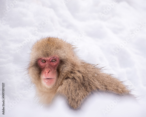 Snow Monkey