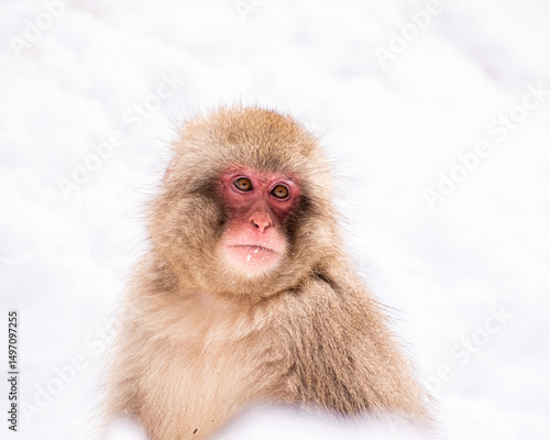 Snow Monkey