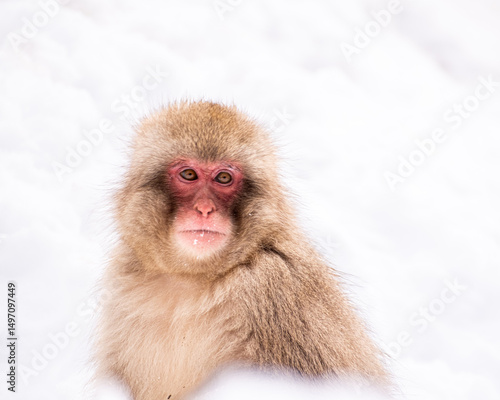 Snow Monkey