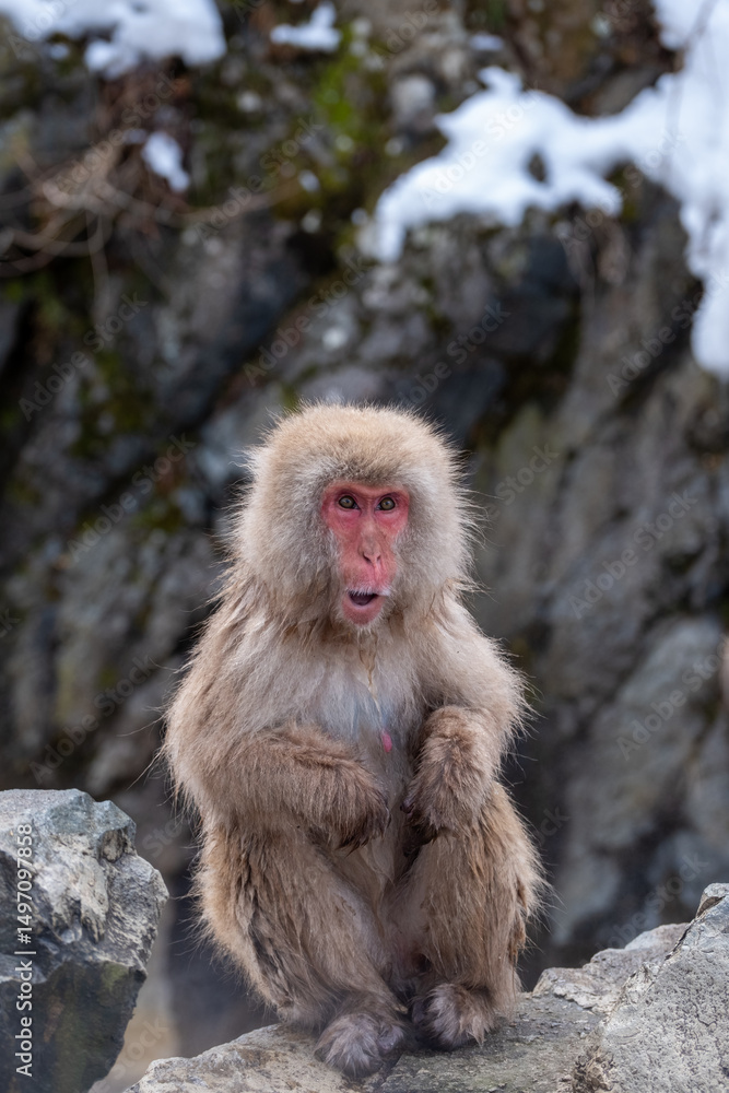 Snow Monkey Snow Monkey