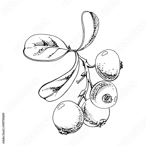 Lingonberry cranberry red berry on branch with green leaves, ripe forest teaberry bearberry wintergreen cluster group, vector hand drawn in ink. Isolated botanical illustration for farmers market menu