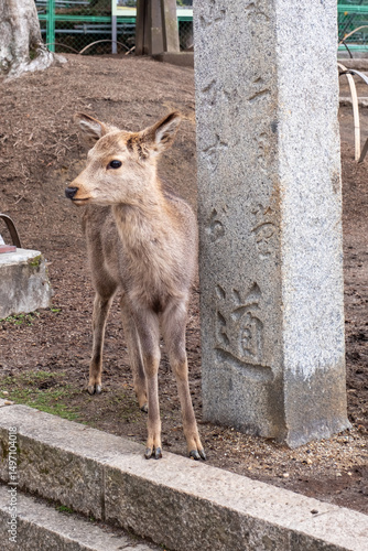 Nara Deer
