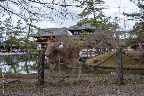 Nara Deer in front of a Japanese temple 