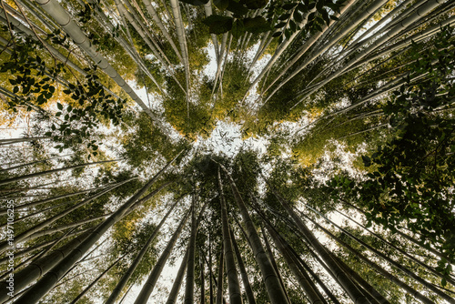 Green bamboo forest