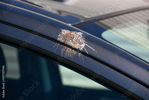 Bird poop on a car