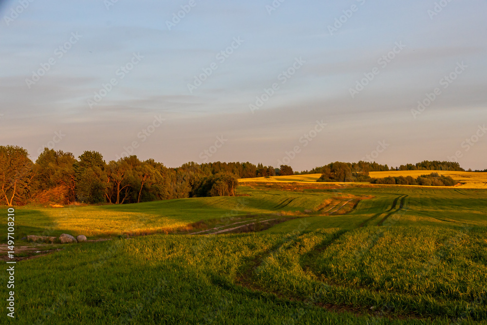 Obraz premium Panorama of blooming agricultural fields of yellow rape, green wheat and rye against blue sky in golden hour.