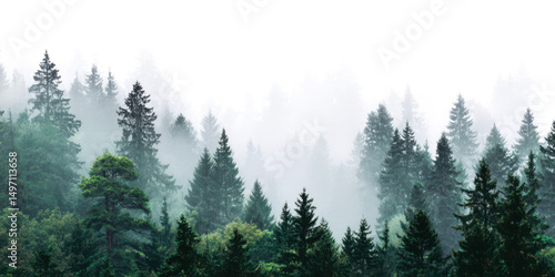 forest in the fog panorama view isolated on white or transparent png