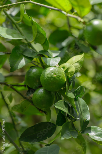 Wallpaper Mural Bushy green lime fruits on a lime tree Torontodigital.ca