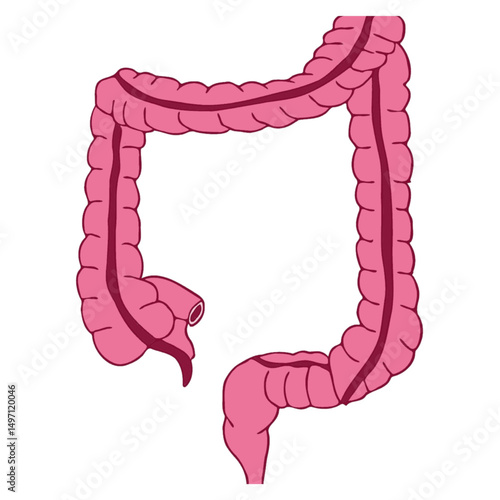 large intestine  science illustration useful for healthcare projects and educational purposes.eps