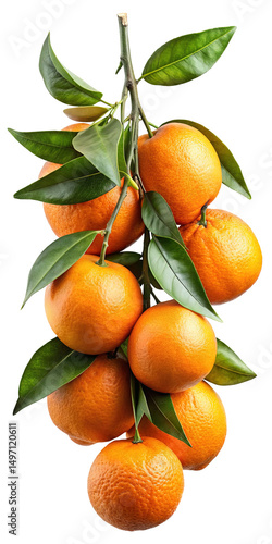 A vibrant cluster of mandarin oranges hanging from a tree branch, ready to eat