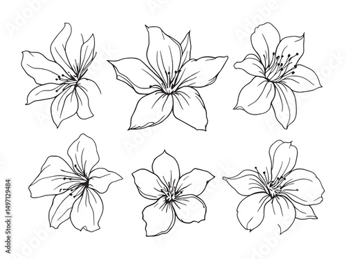Vanilla flower Vector line art illustration