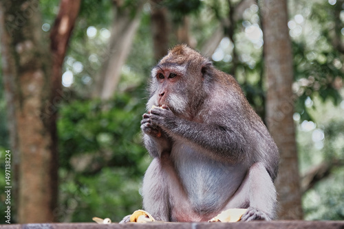 Bali monkey enjoying banana snack in lush forest surroundings during daylight