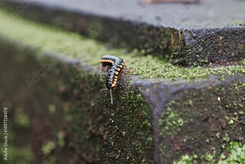 Colorful millipede crawling over mossy stone in lush Bali, Indonesia during a sunny afternoon