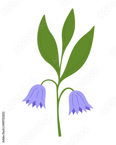 Bellflower flower. Beautiful spring flower on white background. Purple bellflower in bloom, simple flat floral vector illustration for print, design.