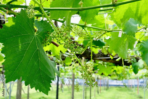 緑の葉と粒が揺れる日本の巨峰畑（5月）
