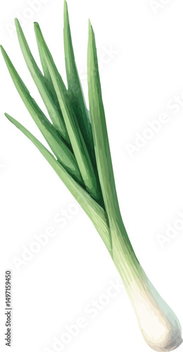 Vector watercolor painted illustration of a leek