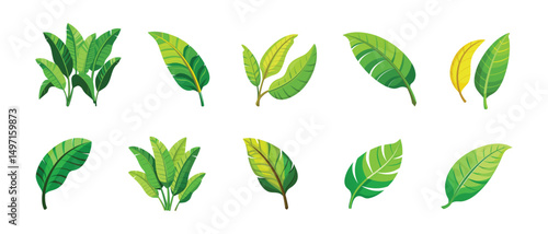 Green banana leaf vector tropical leaves summer plant organic nature illustration art graphic design island paradise beach holiday travel summer season vacation jungle natural tree vegan outline