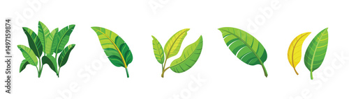 Green banana leaf vector tropical leaves summer plant organic nature illustration art graphic design island paradise beach holiday travel summer season vacation jungle natural tree vegan outline