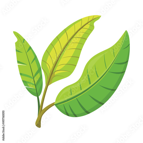 Green banana leaf vector tropical leaves summer plant organic nature illustration art graphic design island paradise beach holiday travel summer season vacation jungle natural tree vegan outline
