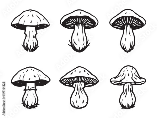 Chanterelle Mushroom Nature Illustration