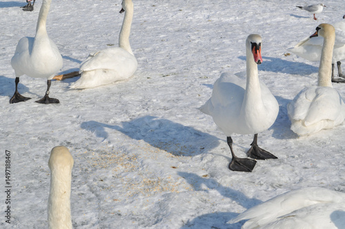 Obraz na płótnie a flock of white swans on the frozen Baltic Sea w salonie