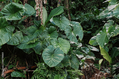 Lush tropical foliage in the heart of Bali showing diverse plant life in a serene natural environment
