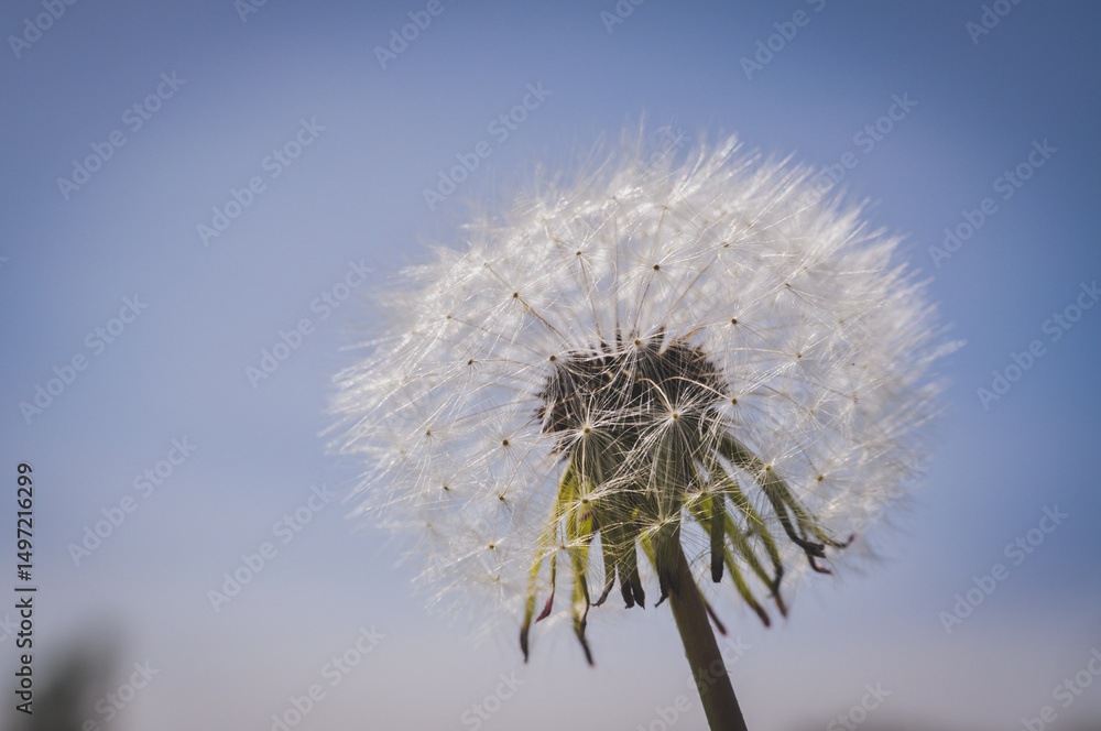 Dandelion at the meadow spring pollination seeds in green color