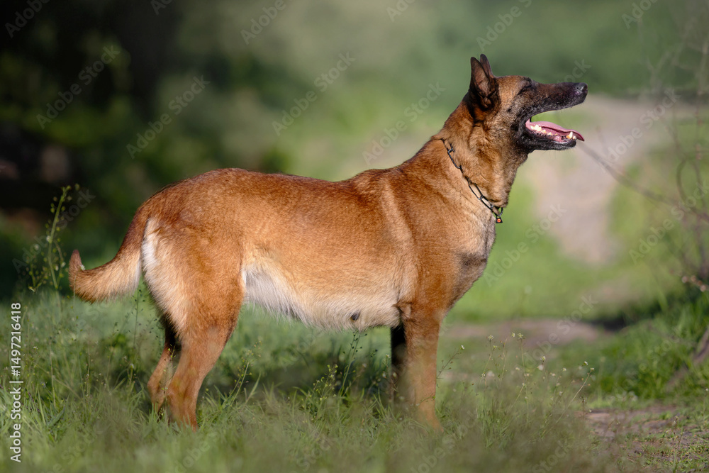 Pregnant Belgian Malinois Dog in Profile Standing in Green Meadow Pregnant Belgian Malinois Dog in Profile Standing in Green Meadow