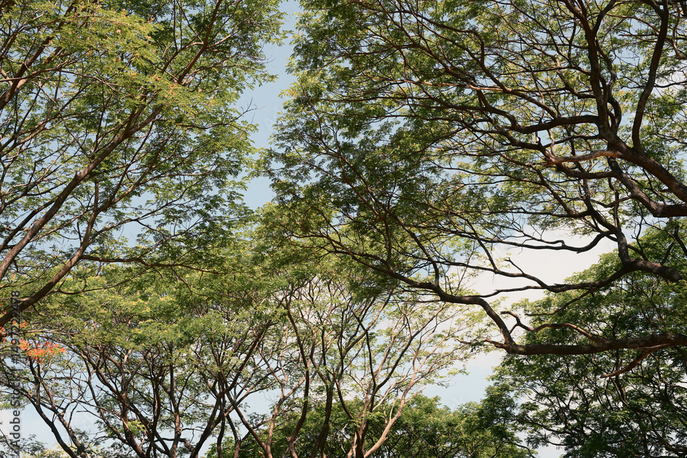 Obraz premium Tall trees with sprawling branches and fresh green leaves under a bright blue sky