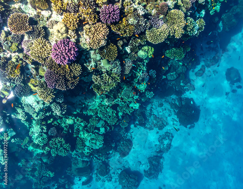 Fototapeta Naklejka Na Ścianę i Meble -  Aerial view of a vibrant coral reef with colorful fish, symbolizing ocean life, conservation, and underwater beauty. Ideal for travel, science, and environmental content.