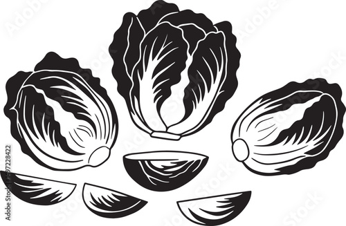Fresh napa cabbage illustration black and white graphic