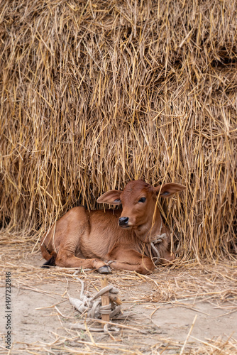 The red-coloured calf is sitting under the pile of straw