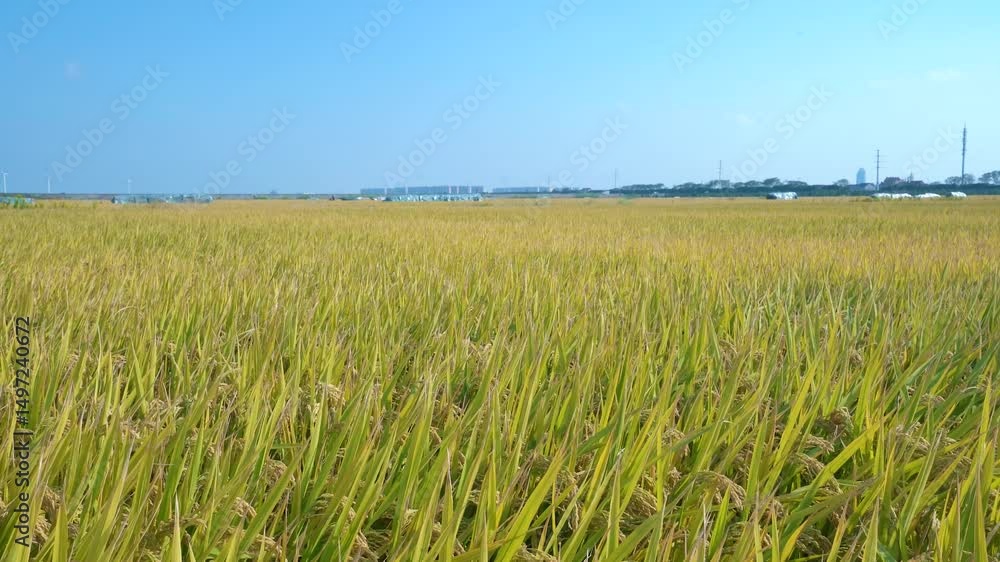 Windblown rice fields showcase golden harvest under clear blue sky Windblown rice fields showcase golden harvest under clear blue sky