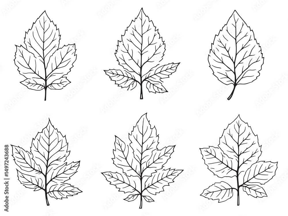 Fototapeta premium Rose Leaves Outline Vector Collection
