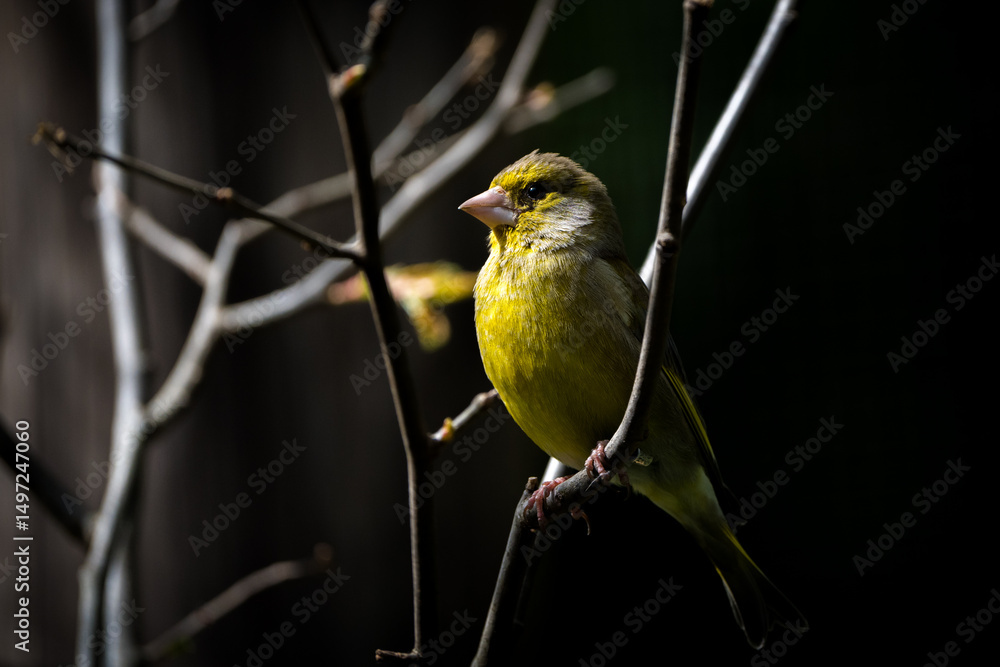 Fototapeta premium Chloris chloris bird in nature